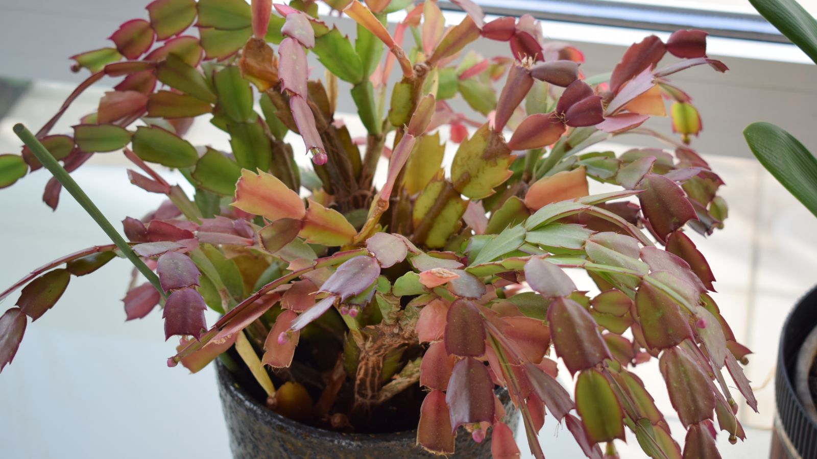 Why are My Christmas Cactus Leaves Turning Brown or Purple?