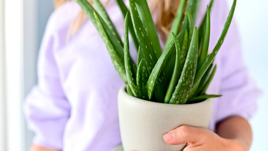 13 Houseplants That May Boost Mental Health